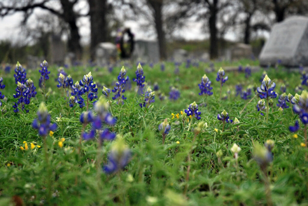 Llano County wildflowers