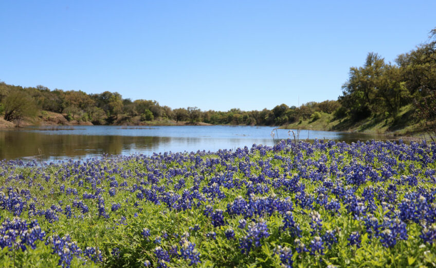 Wildflowers Archives - 101 Highland Lakes