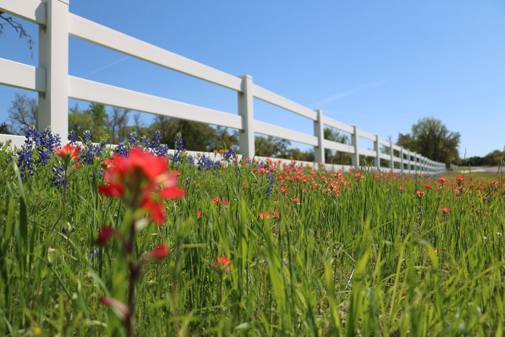 Bluebonnets and paintbrushes