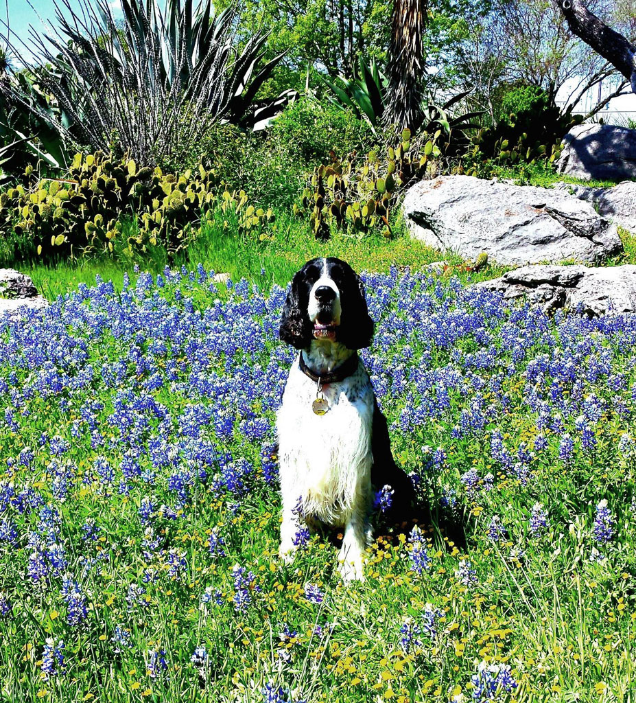 Dog in bluebonnets in Central Texas