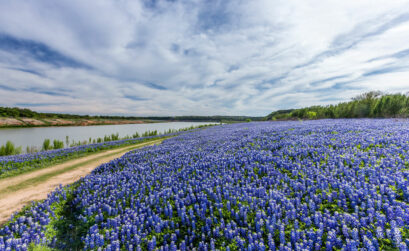 Bluebonnets at Muleshoe Bend Recreation Area