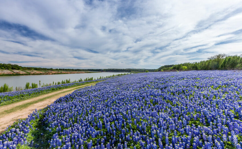 Bluebonnets at Muleshoe Bend Recreation Area