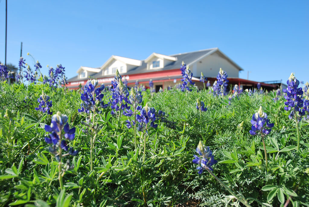 Texas bluebonnets