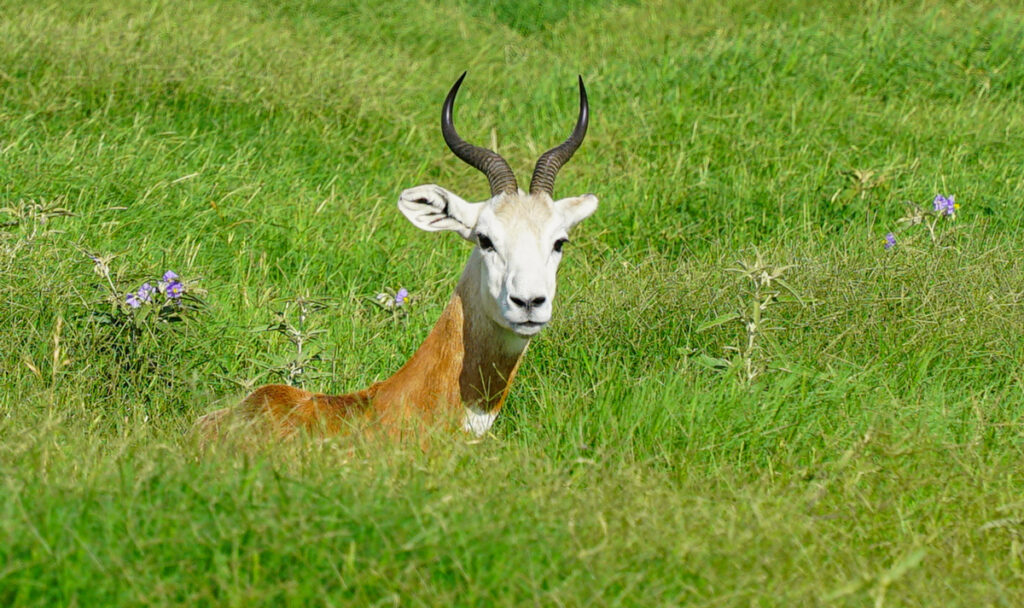 Dama gazelle at the Exotic Resort Zoo