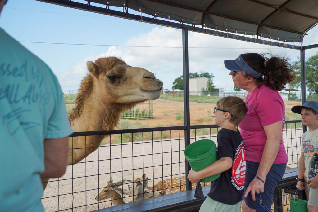 Dromedary camel at the Exotic Resort Zoo