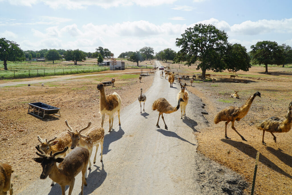 Safari tour at the Exotic Resort Zoo