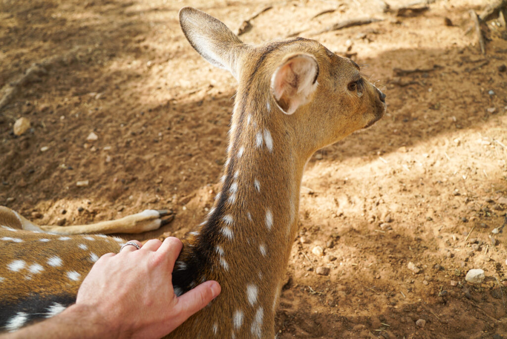Petting zoo at the Exotic Resort Zoo