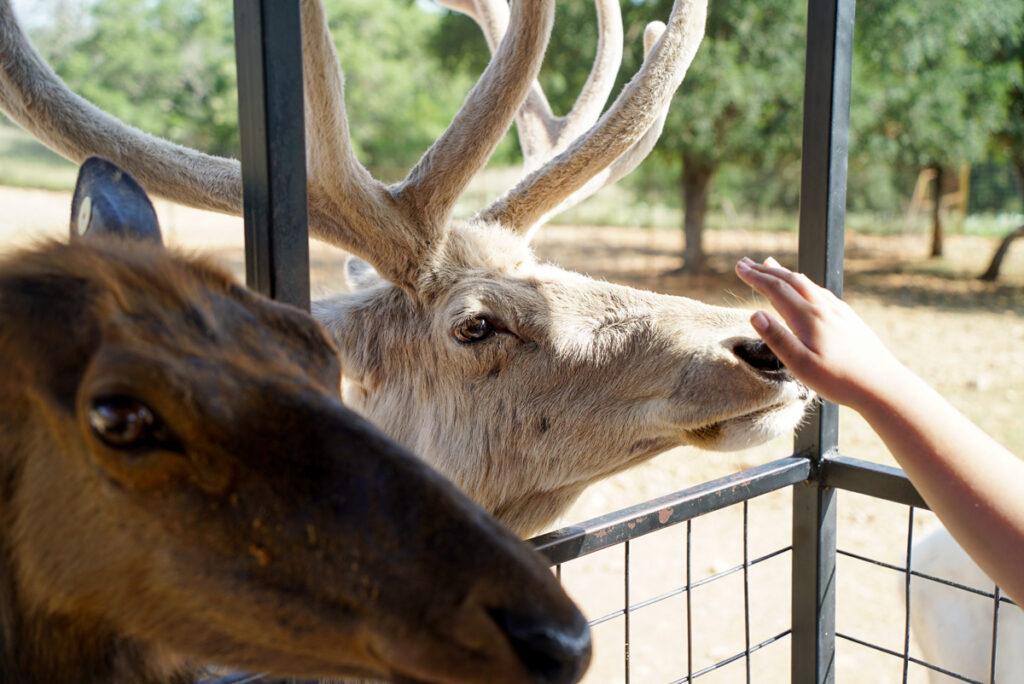 White elk at the Exotic Resort Zoo